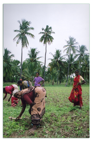 Organic Cotton Growers - K.V.Kuppam