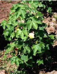 Organic Cotton
