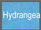 hydrargea