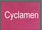 cyclamen